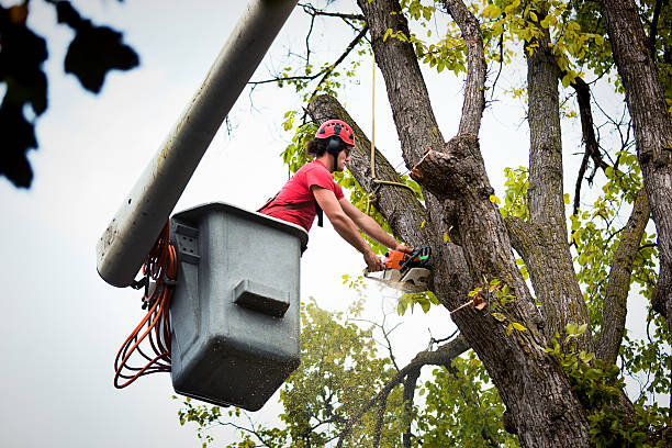 Reliable Mamou, LA  Tree Services Solutions